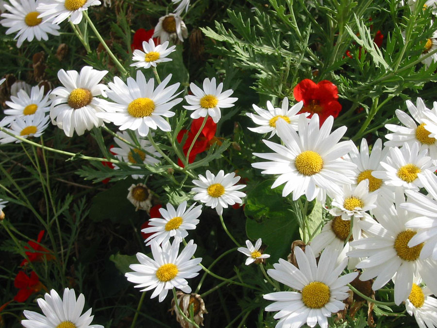 garden at The Shelter in Robe